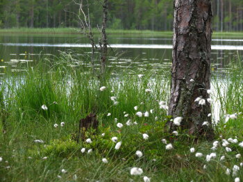 Pyh�h�kin kansallispuistossa