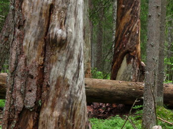 Pyh�h�kin kansallispuistossa