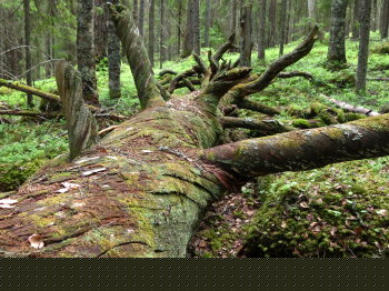 Pyh�h�kin kansallispuistossa