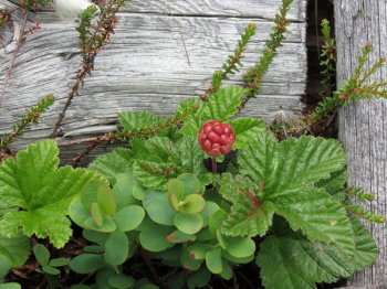 Pyh�h�kin kansallispuistossa