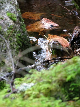 Repoveden kansallispuisto