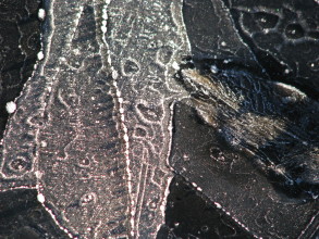 Kuvioita Talsanlammen j��ll� 2009