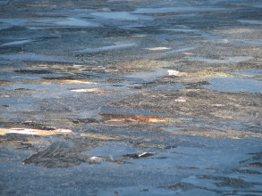 Kuvioita Talsanlammen j��ll� 2009