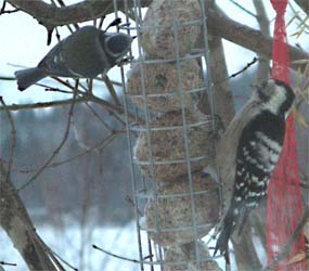 pikkutikka ja sinitiainen