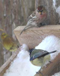 urpiaskoiras ja sinitiainen, taustalla keltasirkku